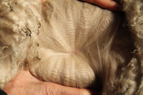 Manno's advanced fleece - Year 1: Micron Data