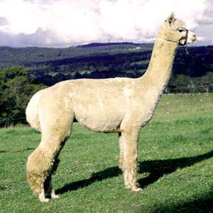 Alpaca Fleece