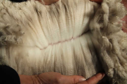 Manno's advanced fleece - Year 1: Micron Data