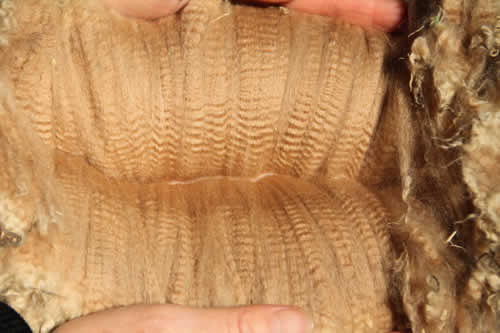 Manno's advanced fleece - Year 1: Micron Data