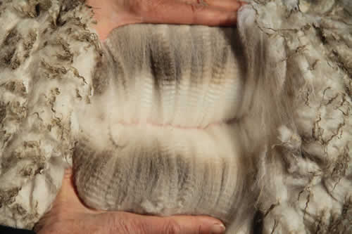 Manno's advanced fleece - Year 1: Micron Data