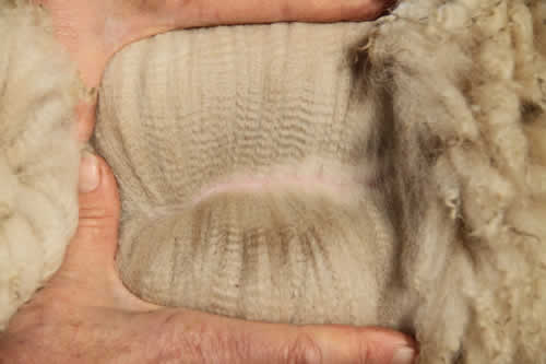 Manno's advanced fleece - Year 1: Micron Data