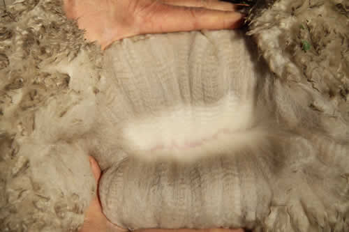 Manno's advanced fleece - Year 1: Micron Data