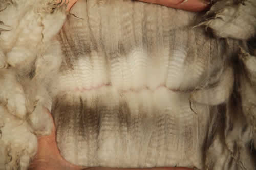 Manno's advanced fleece - Year 1: Micron Data